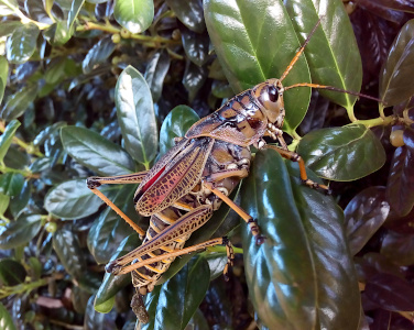 [Side view of the right side of the brown grasshopper with speckles of black on its wings and legs as it is perched on a plant with dark waxy green oval leaves. The wings extend approximately half the length of the body.]